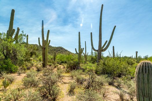 Saguaro National Park in southern Arizona is part of the National Park System in the United States. The park preserves the desert landscape, fauna, and flora in two park districts, one east and the other west of Tucson.