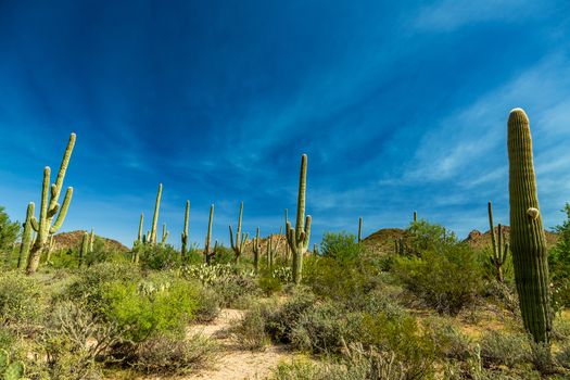 Saguaro National Park in southern Arizona is part of the National Park System in the United States. The park preserves the desert landscape, fauna, and flora in two park districts, one east and the other west of Tucson.