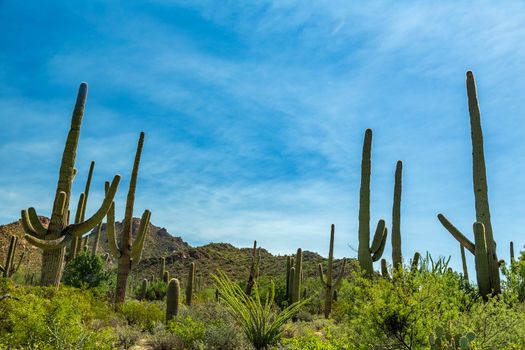 Saguaro National Park in southern Arizona is part of the National Park System in the United States. The park preserves the desert landscape, fauna, and flora in two park districts, one east and the other west of Tucson.