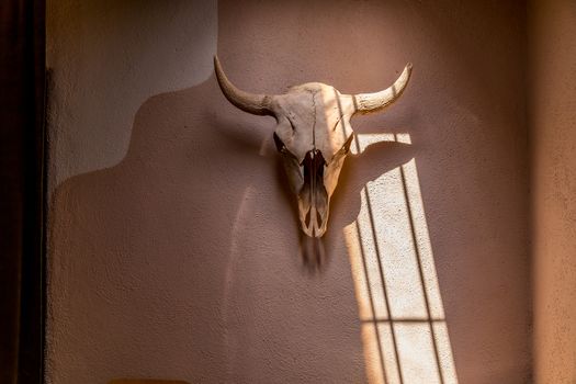 A bison skull decorates an adobe wall in Old Town, Albuqurque, New Mexico