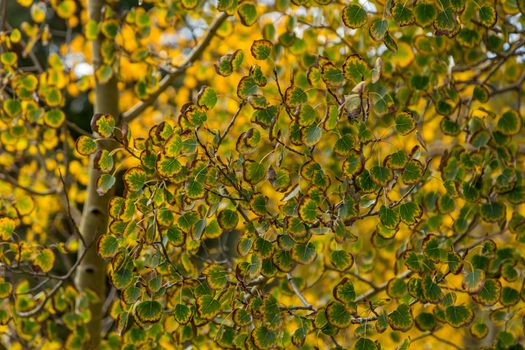 Aspen leaves beginning to change color in the fall.