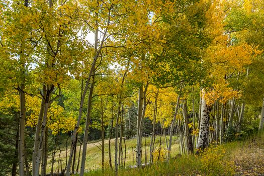 Aspen leaves beginning to change color in the fall.