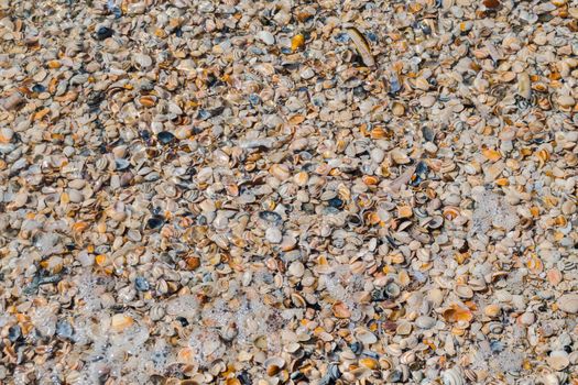 Mussels on the beach, as a background image.