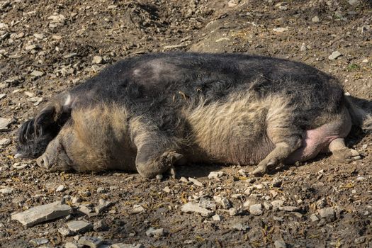 Wild boar in the mud in the warm summer sun lying.