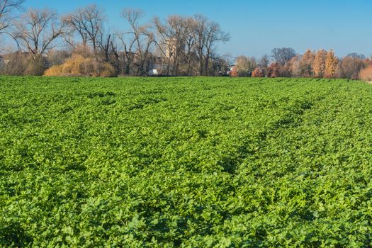 View of an Agra field in winter. Cultivated with winter vegetables.