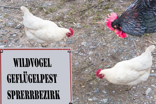 Sign with red border and inscription in German wild bird - avian influenza
Locking area. In the background a rooster and two chickens.