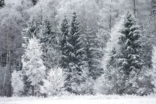 Winter landscape with Frost on the Trees at the Forest Edge