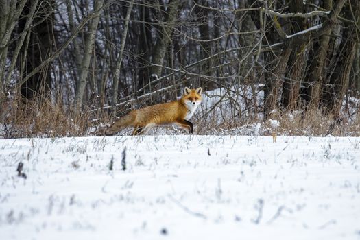 Winter landscape with Red Fox running in a Winter Forest