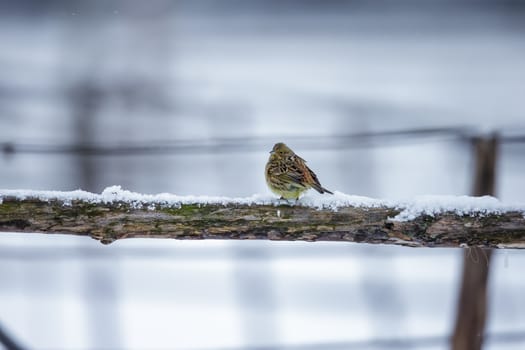Beautiful small bird sitting on a branch in winter