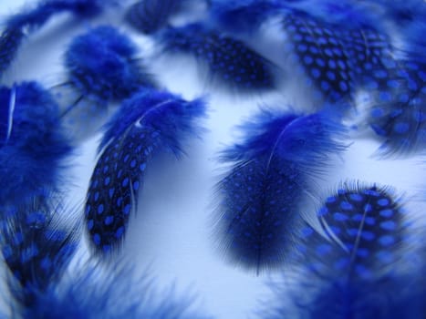 A background of soft fluffy feathers.