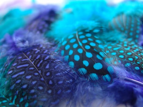 A background of soft fluffy feathers.