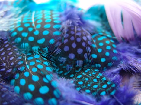 A background of soft fluffy feathers.