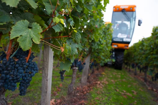 Mechanical harvesting of grapes in the vineyard, France