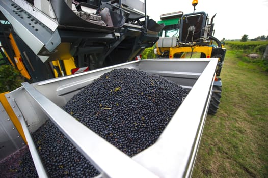 Mechanical harvesting of grapes in the vineyard, France