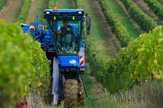 Mechanical harvesting of grapes in the vineyard, France