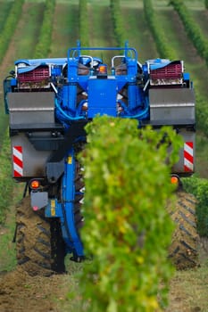 Mechanical harvesting of grapes in the vineyard, France