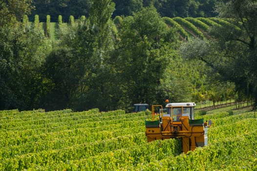 Mechanical harvesting of grapes in the vineyard, France