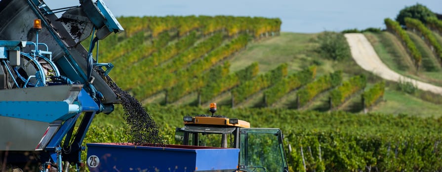 Mechanical harvesting of grapes in the vineyard, France