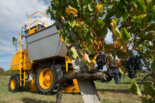 Mechanical harvesting of grapes in the vineyard, France