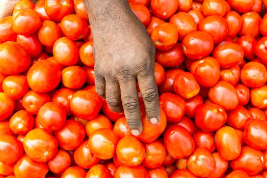 male hands with freshly harvested tomatoes