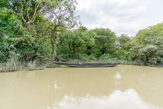 green swamp forest ratargul at Sylhet, Bangladesh