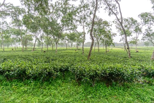 Sylhet, Bangladesh - October 13, 2016: Women picks tea leafs on the tea garden at syhet bangladesh