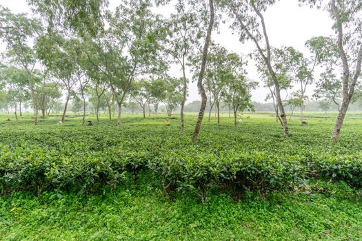 Sylhet, Bangladesh - October 13, 2016: Women picks tea leafs on the tea garden at syhet bangladesh