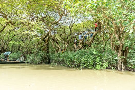 green swamp forest ratargul at Sylhet, Bangladesh