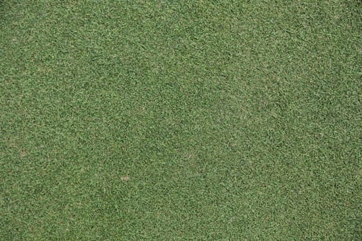 Golf grass