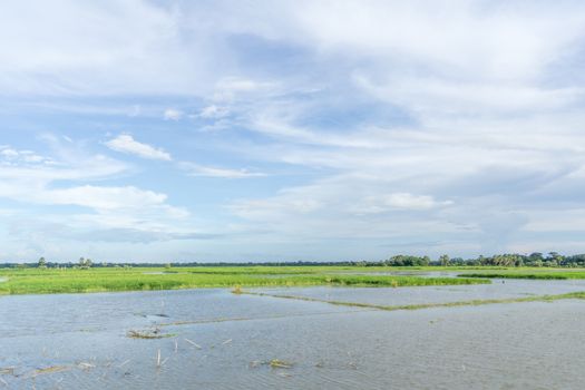 green field and blue sky with light clouds in Gopalgonj, bangladesh