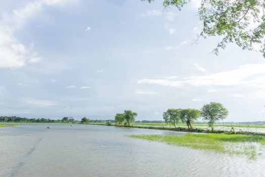 green field and blue sky with light clouds in Gopalgonj, bangladesh