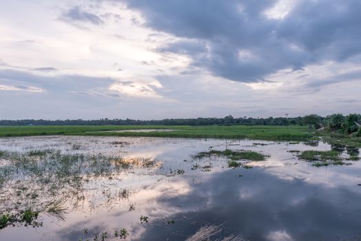 green field and blue sky with light clouds in Gopalgonj, bangladesh