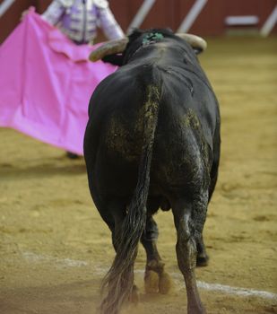 El Toro - Bullfigth corrida