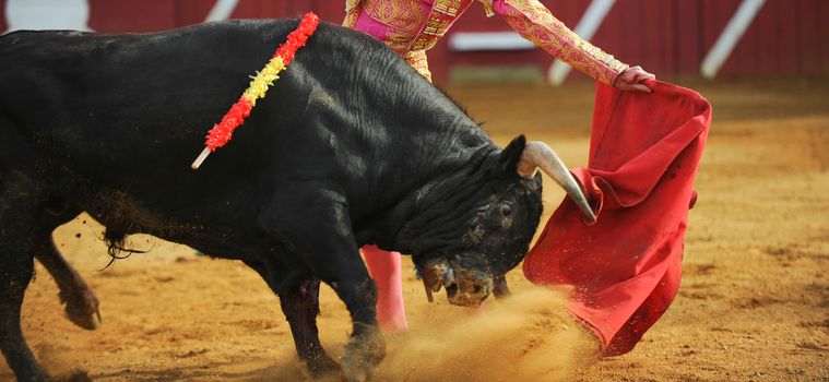 El Toro - Bullfigth corrida