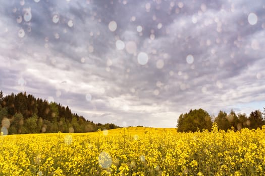 Spring storm clouds and rain above rape seed field. Rape flowers blooming in spring. Yellow colza hills and fields