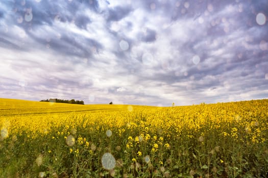 Spring storm clouds above rape seed field. Rape flowers blooming in spring. Yellow colza hills and fields