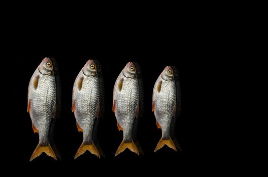 Some fresh water fish on black background with reflection. Plenty of space for text.