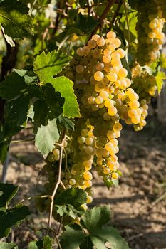White grapes bunches on the vine in a sunny day
