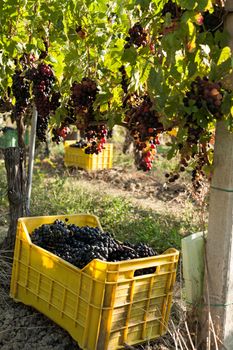 Bunches of grapes in crate in the vineyard