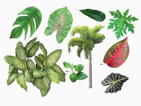 Collection of tropical plants. Set of tropical leaves isolated on white background.