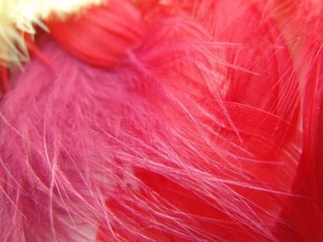 Background for design. Set of fluffy feathers.