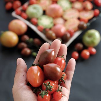 Collect of tomatoes, a popular and cheap food with many uses as antioxidants, skin care, anticancer, good for alzheimer people, this vegetable rich vitamin a, vitamin c, fiber, carotenoids, lycopene