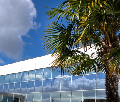 Business, Cityscape, Office, Windows, Palm, on blue sky, France