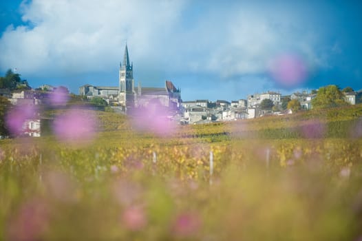 Saint-Emilion-Vineyard landscape-Vineyard south west of France, Bordeaux Vineyard