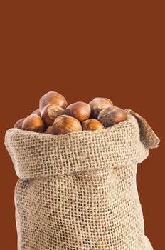 some hazelnuts placed over a colored background