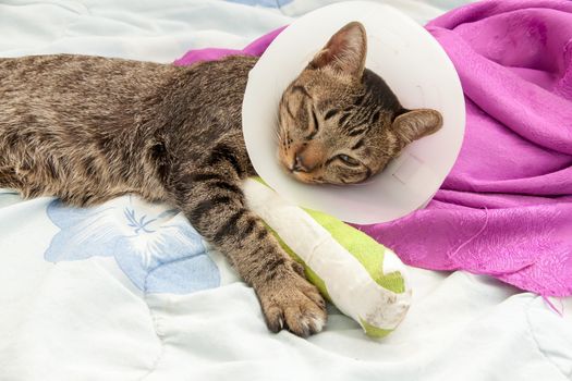 cat wearing a Elizabethan collar and Cat leg splint sleeping on fabric.