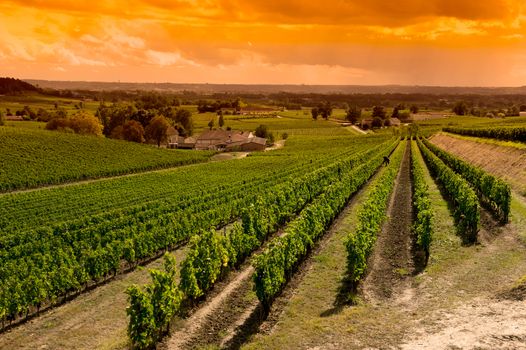 Vineyard Sunrise-Vineyards of Saint Emilion, Bordeaux Vineyards, France