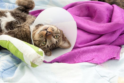 cat wearing a Elizabethan collar and Cat leg splint sleeping on fabric.