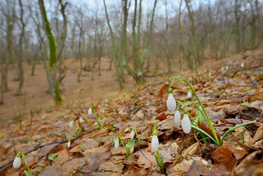 Snowdrops with dew drops  in forest
