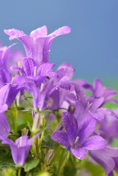 Campanula muralis  flowers and dew drops